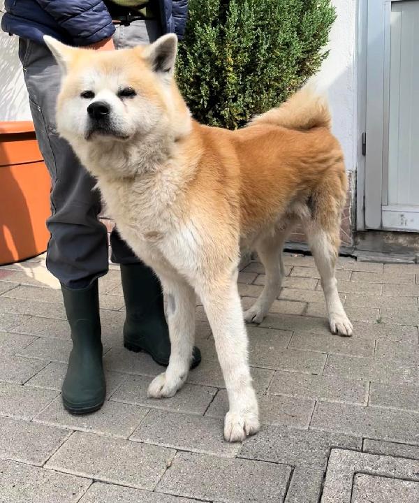 Aki  Akita Inu